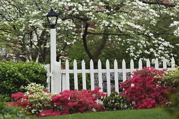 Pickett fence, azaleas, Flowering dogwood tree, and Lamp, Audubon neighborhood, Louisville