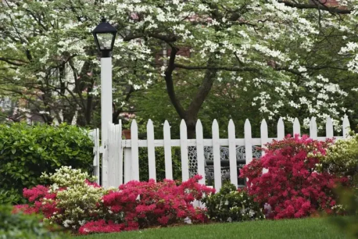 Framed Print : Pickett fence, azaleas, Flowering dogwood tree, and Lamp, Audubon neighborhood, Louisville Framed Print : Pickett fence, azaleas, Flowering dogwood tree, and Lamp, Audubon neighborhood, Louisville