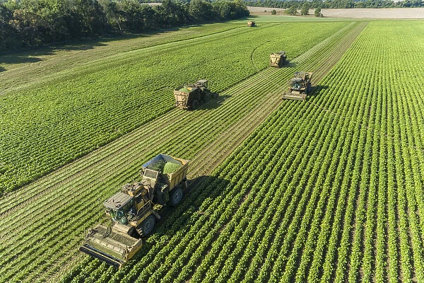 Picking green beans during the green bean harvest, Mason County, Illinois