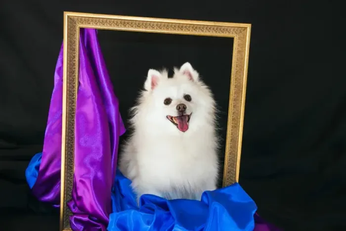 Framed Print : A picture of an American Eskimo Dog