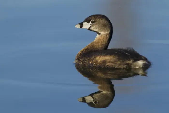 Framed Print : Pie-billed Grebe Framed Print : Pie-billed Grebe