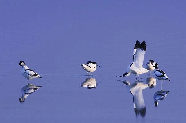 Pied Avocet, Recurvirostra avosetta, adults preening, National Park Lake Neusiedl