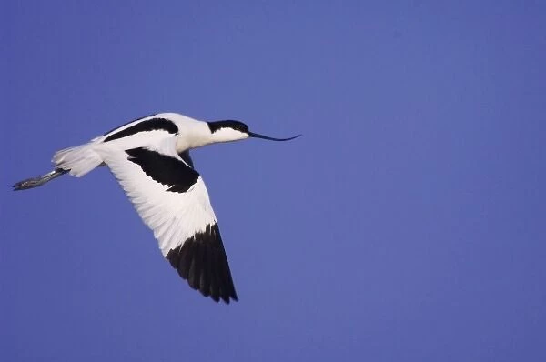 Pied Avocet, Recurvirostra avosetta, adult in flight, National Park Lake Neusiedl