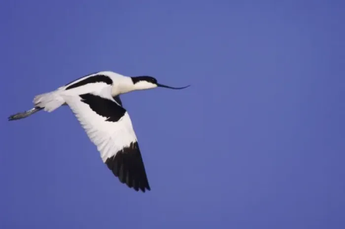 Framed Print : Pied Avocet, Recurvirostra avosetta, adult in flight, National Park Lake Neusiedl