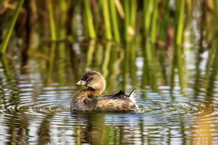 Framed Print : A pied-billed grebe floats casually in the marsh at the Viera Wetlands in Brevard County, Florida, USA Framed Print : A pied-billed grebe floats casually in the marsh at the Viera Wetlands in Brevard County, Florida, USA