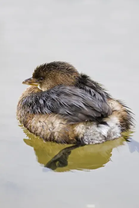 Framed Print : Pied-billed Grebe (Podilymbus podiceps) swimming Framed Print : Pied-billed Grebe (Podilymbus podiceps) swimming