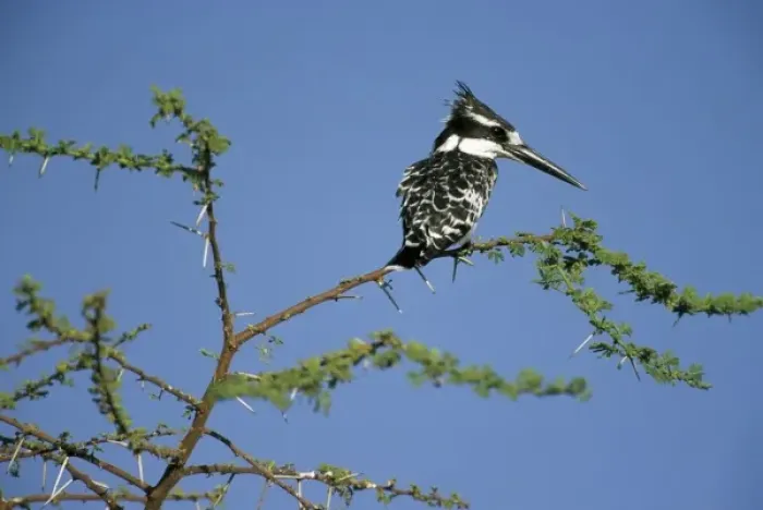 Framed Print : Pied Kingfisher, (Ceryle rudis), on riverside perch, Okavango Delta, Botswana Framed Print : Pied Kingfisher, (Ceryle rudis), on riverside perch, Okavango Delta, Botswana