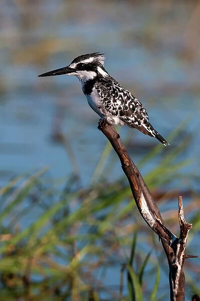 A pied kingfisher, Ceryle Rudis, perched at the river side. Chobe River, Chobe National Park, Kasane, Botswana