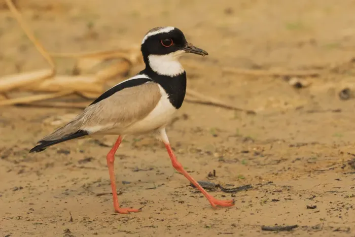 Framed Print : Pied lapwing strolling the rivers edge