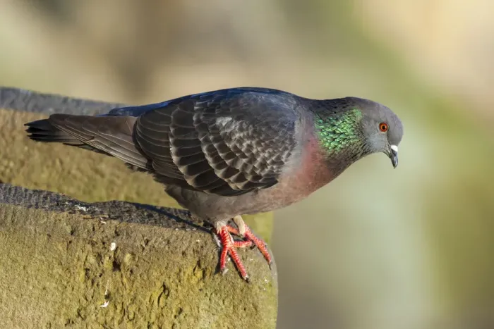 Framed Print : Pigeon perched on a stone wall Framed Print : Pigeon perched on a stone wall