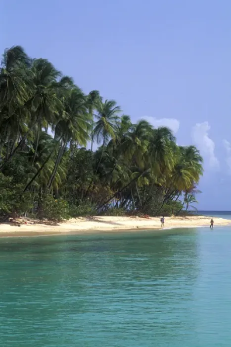 Framed Print : Pigeon point palms and beautiful beach Tobago Framed Print : Pigeon point palms and beautiful beach Tobago