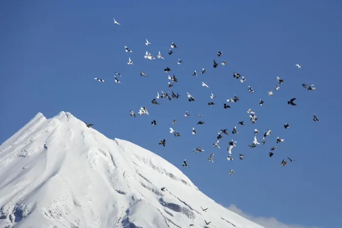 Framed Print : Pigeons and Mt Taranaki  /  Mt Egmont, Taranaki, North Island, New Zealand