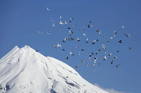 Pigeons and Mt Taranaki  /  Mt Egmont, Taranaki, North Island, New Zealand