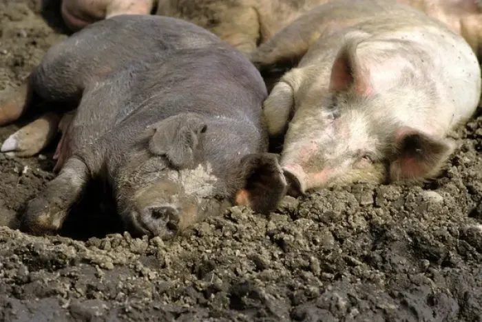 Framed Print : Pigs laying in the mud Framed Print : Pigs laying in the mud