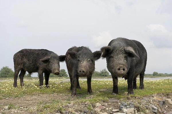The pigs of Maliuc, Domestic animals often roam free and look for food in the vicinity