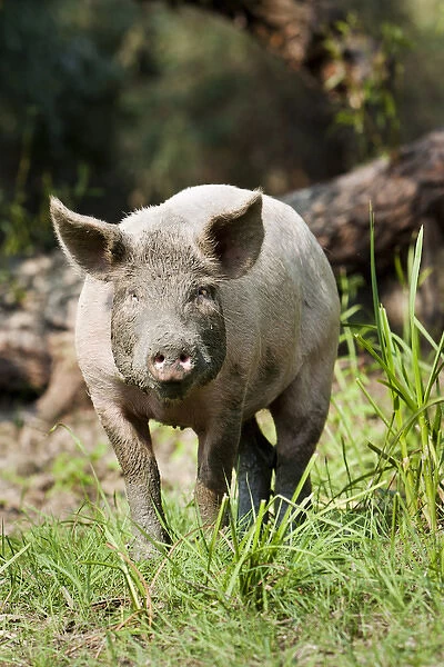 The pigs of Maliuc, Domestic animals often roam free and look for food in the vicinity