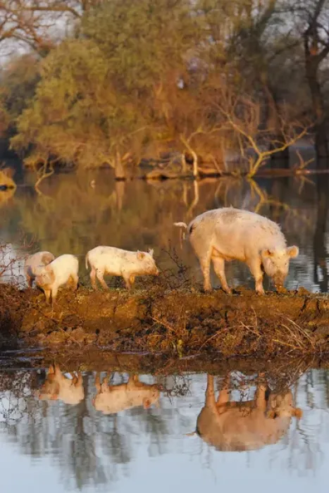 Framed Print : The pigs of Maliuc, Domestic animals often roam free and look for food in the vicinity