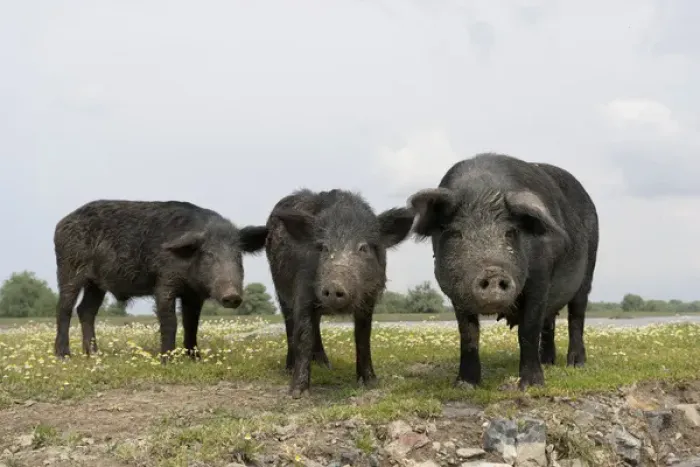 Framed Print : The pigs of Maliuc, Domestic animals often roam free and look for food in the vicinity Framed Print : The pigs of Maliuc, Domestic animals often roam free and look for food in the vicinity
