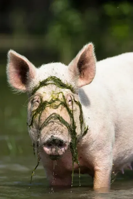 Framed Print : The pigs of Maliuc, Domestic animals often roam free and look for food in the vicinity Framed Print : The pigs of Maliuc, Domestic animals often roam free and look for food in the vicinity