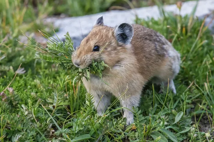 Framed Print : Pika, gathering food for its winter hay pile, Colorado, USA