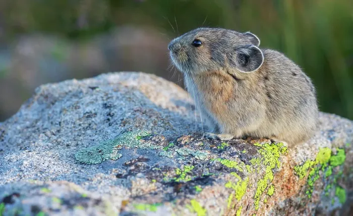 Framed Print : Pika portrait in late light, Colorado, USA Framed Print : Pika portrait in late light, Colorado, USA