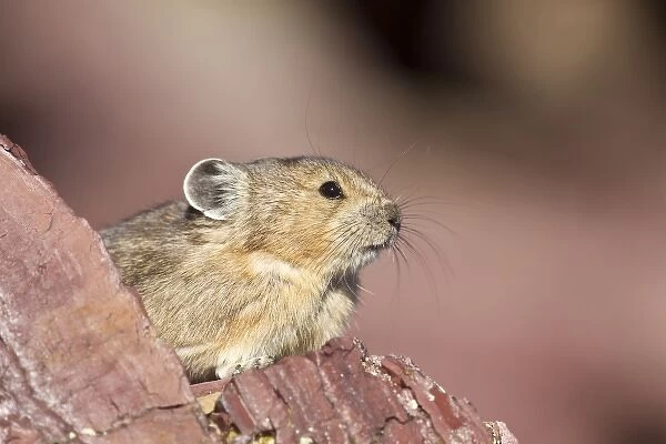 A pika in rockpile at Logan Pass in Glacier National Park, Montana, USA