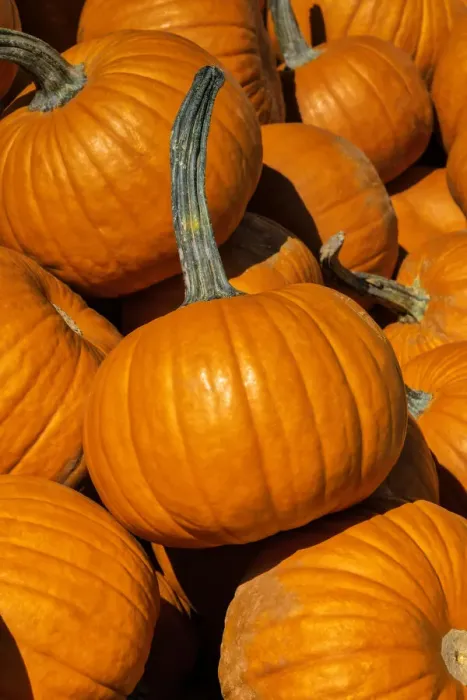 Framed Print : Pile of Pumpkins Framed Print : Pile of Pumpkins