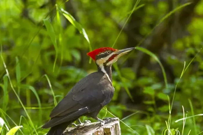 Framed Print : Pileated Woodpecker (Dryocopus pileatus) in Whitefish, Montana, USA