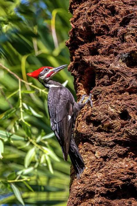 Framed Print : Pileated woodpecker tending to nest cavity in a cabbage palm Framed Print : Pileated woodpecker tending to nest cavity in a cabbage palm