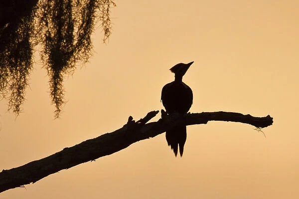 Piliated Woodpecker (Dryocopus pileatus) female peched on bald cypress, Caddo Lake, Texas