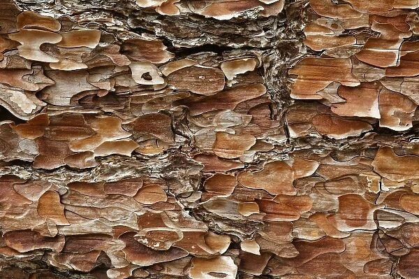 Pine Bark pattern, California