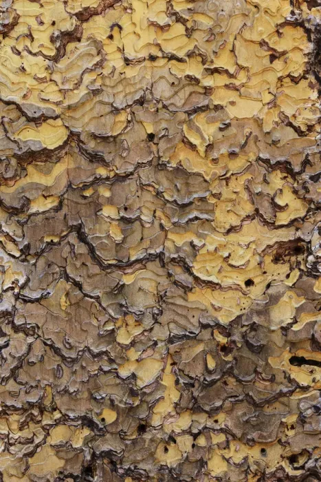 Framed Print : Pine bark pattern Yosemite National Park, California