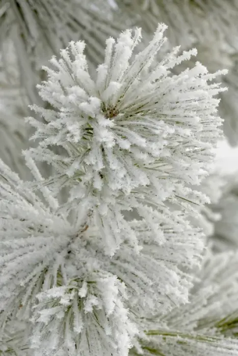 Framed Print : Pine bough with heavy frost crystals, Kalispell, Montana Framed Print : Pine bough with heavy frost crystals, Kalispell, Montana