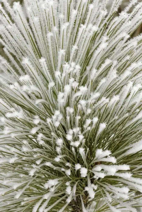 Framed Print : Pine bough with heavy frost crystals, Kalispell, Montana
