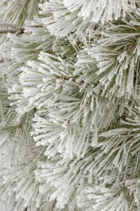 Framed Print : Pine bough with heavy frost crystals, Kalispell, Montana Framed Print : Pine bough with heavy frost crystals, Kalispell, Montana
