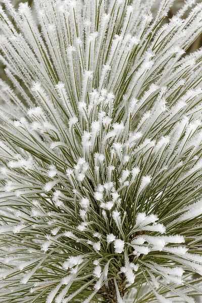 Pine bough with heavy frost crystals, Kalispell, Montana