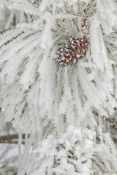 Pine bough with heavy frost crystals, Kalispell, Montana