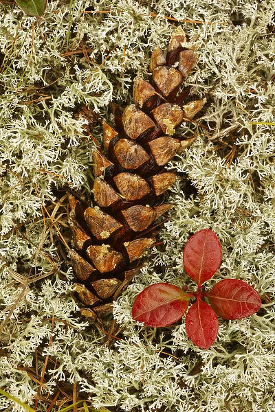 Pine Cone and blueberry foliage among Reindeer Moss, Cladonia rangiferina, Pictured