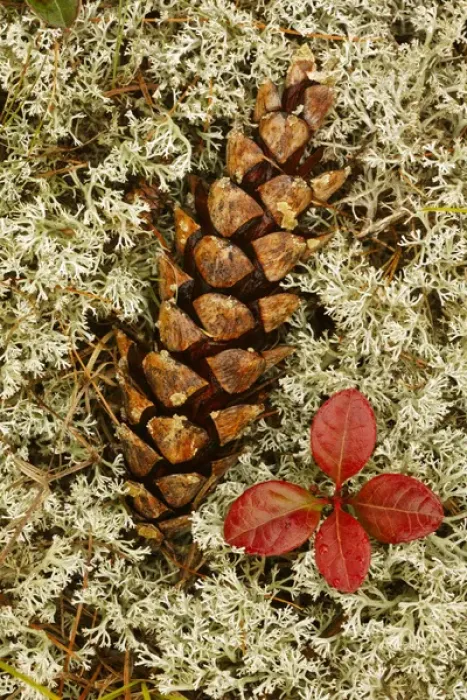 Framed Print : Pine Cone and blueberry foliage among Reindeer Moss, Cladonia rangiferina, Pictured Framed Print : Pine Cone and blueberry foliage among Reindeer Moss, Cladonia rangiferina, Pictured