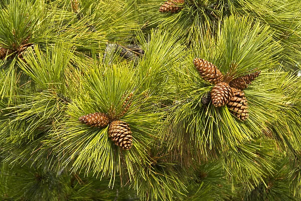 pine cones, close up, Deschutes National Forest, Oregon, USA