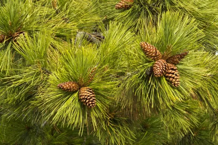 Framed Print : pine cones, close up, Deschutes National Forest, Oregon, USA