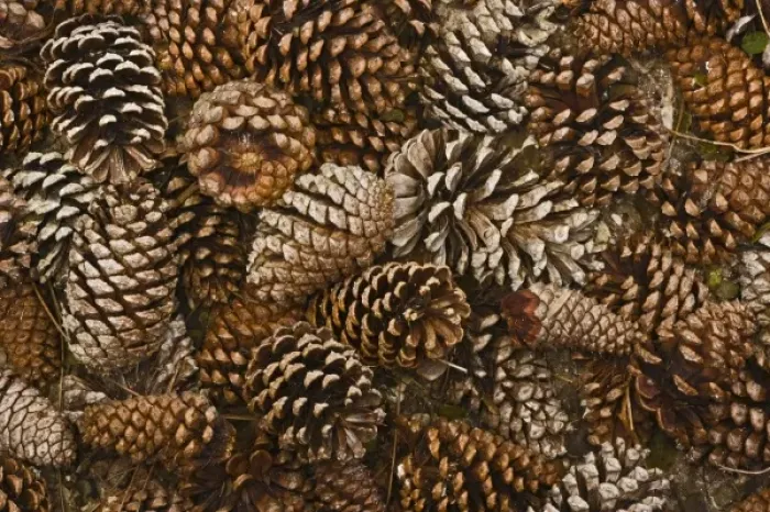 Framed Print : Pine cones on forest floor, Florida