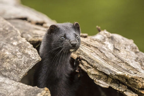 Pine County. Captive adult mink. Credit as: Cathy and Gordon Illg  /  Jaynes Gallery  /  DanitaDelimont