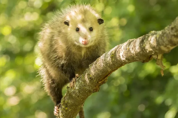 Framed Print : Pine County. Captive adult opossum. Credit as: Cathy and Gordon Illg  /  Jaynes Gallery