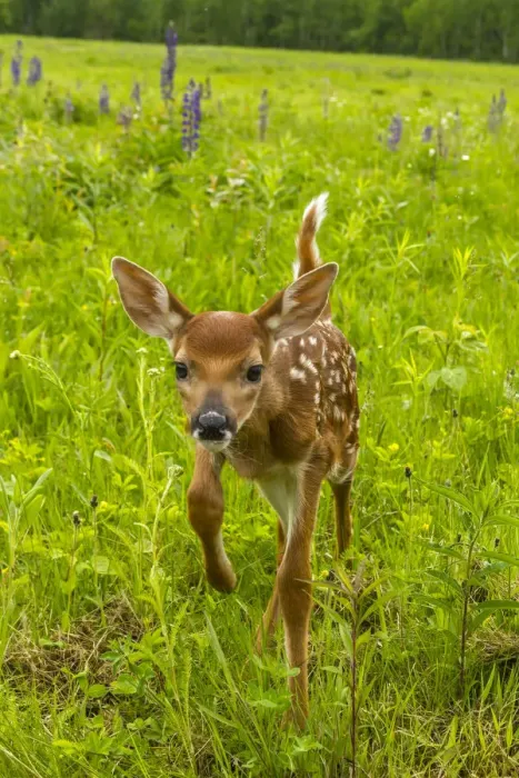 Framed Print : Pine County. Captive fawn. Credit as: Cathy and Gordon Illg / Jaynes Gallery / DanitaDelimont Framed Print : Pine County. Captive fawn. Credit as: Cathy and Gordon Illg / Jaynes Gallery / DanitaDelimont
