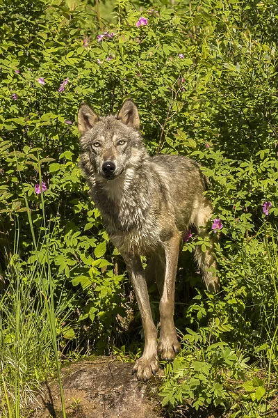 Pine County. Captive gray wolf adult. Credit as: Cathy and Gordon Illg  /  Jaynes Gallery