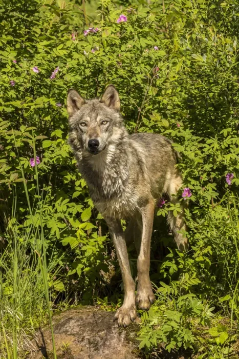 Framed Print : Pine County. Captive gray wolf adult. Credit as: Cathy and Gordon Illg / Jaynes Gallery Framed Print : Pine County. Captive gray wolf adult. Credit as: Cathy and Gordon Illg / Jaynes Gallery