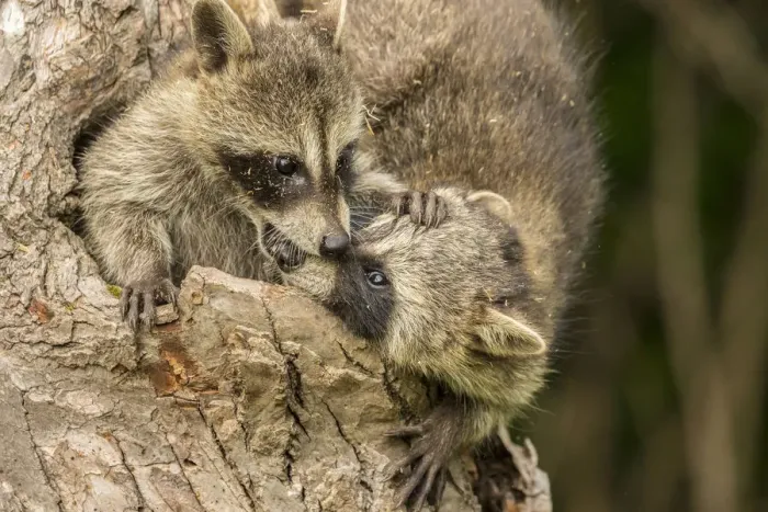 Framed Print : Pine County. Captive raccoon babies. Credit as: Cathy and Gordon Illg / Jaynes Gallery Framed Print : Pine County. Captive raccoon babies. Credit as: Cathy and Gordon Illg / Jaynes Gallery
