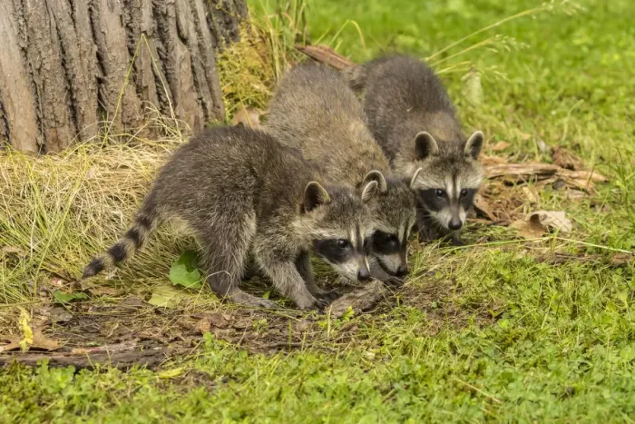 Framed Print : Pine County. Captive raccoon babies. Credit as: Cathy and Gordon Illg / Jaynes Gallery Framed Print : Pine County. Captive raccoon babies. Credit as: Cathy and Gordon Illg / Jaynes Gallery
