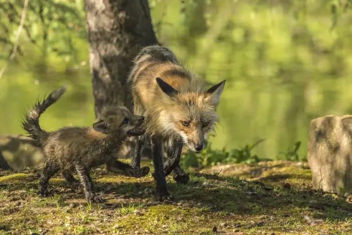 Framed Print : Pine County. Captive red fox with kit. Credit as: Cathy and Gordon Illg  /  Jaynes